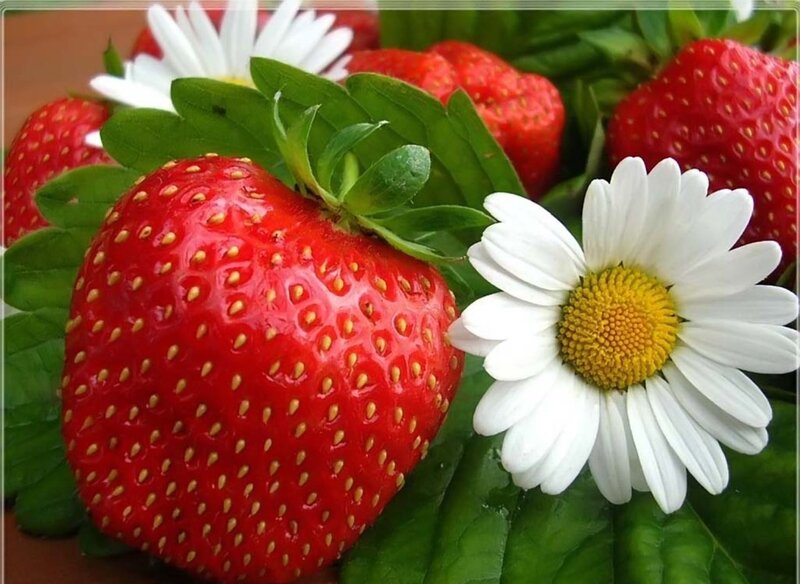 Strawberries and Daisies — Red, Fresh