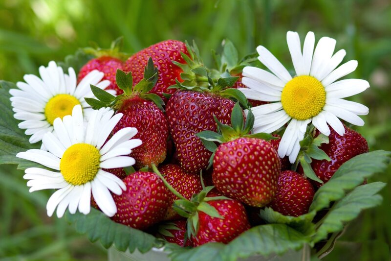Strawberries and Daisies — Red, Natural
