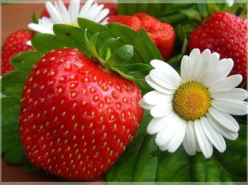 Strawberries and Daisies — Red