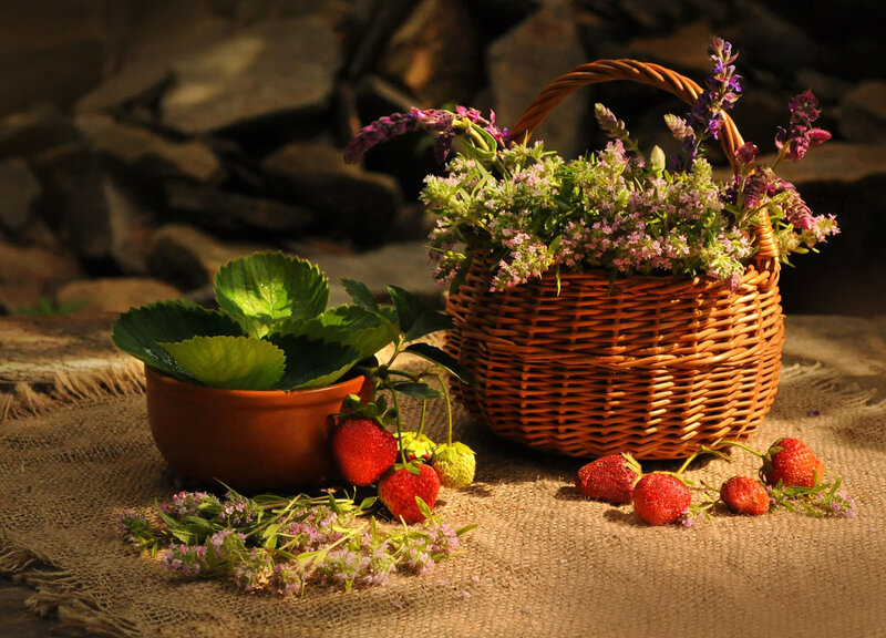 Strawberries and Flowers — Brown, Serene, Afternoon
