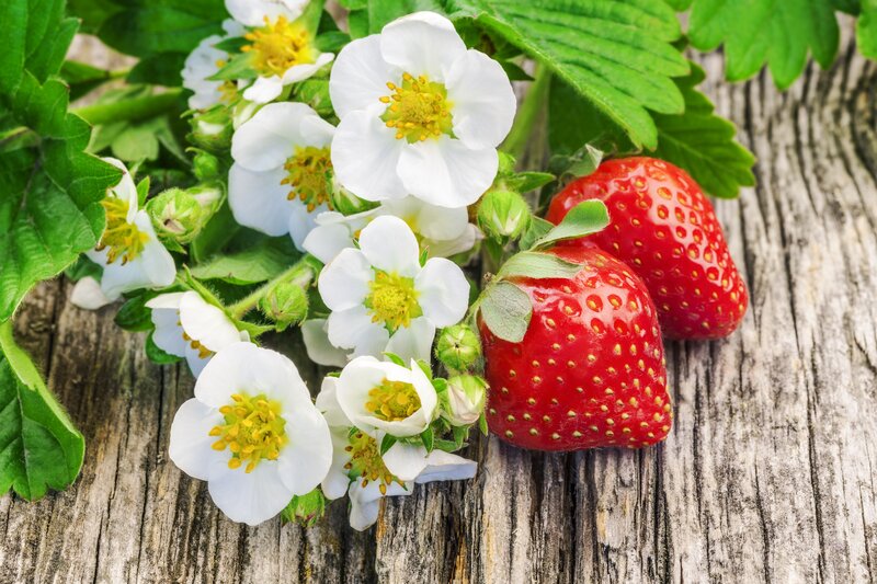 Strawberries and Flowers — Red, Natural, Spring, Photograph