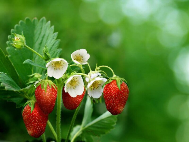 Strawberries and Flowers — Red, Natural, Spring