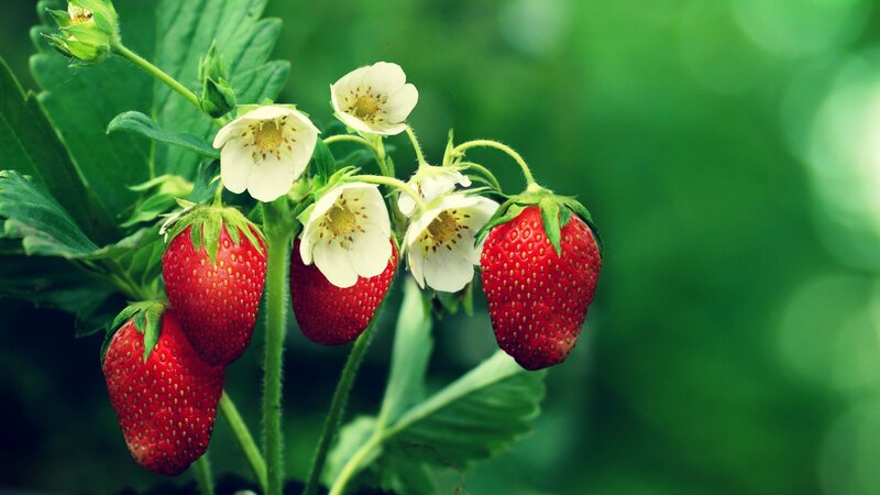 Strawberries and Flowers — Red, Natural, Summer, Photograph, Leaves, Fruit