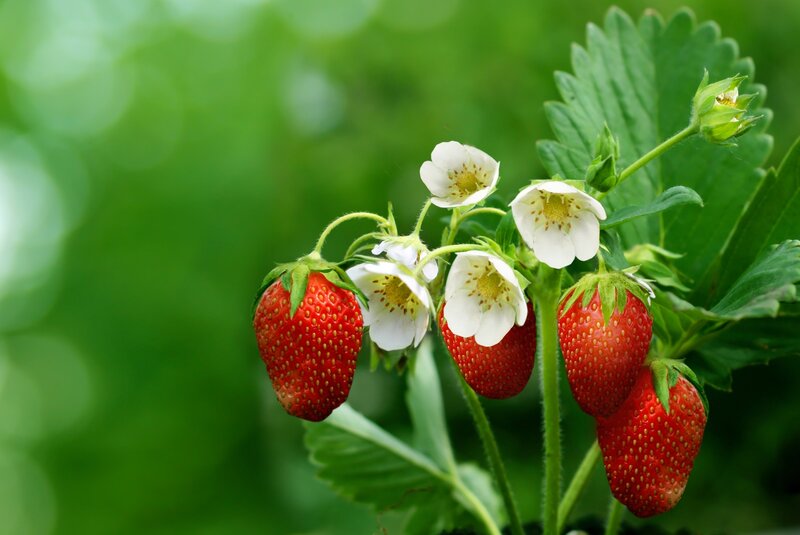 Strawberries and Flowers — Red, Natural, Summer, Photograph, Leaves