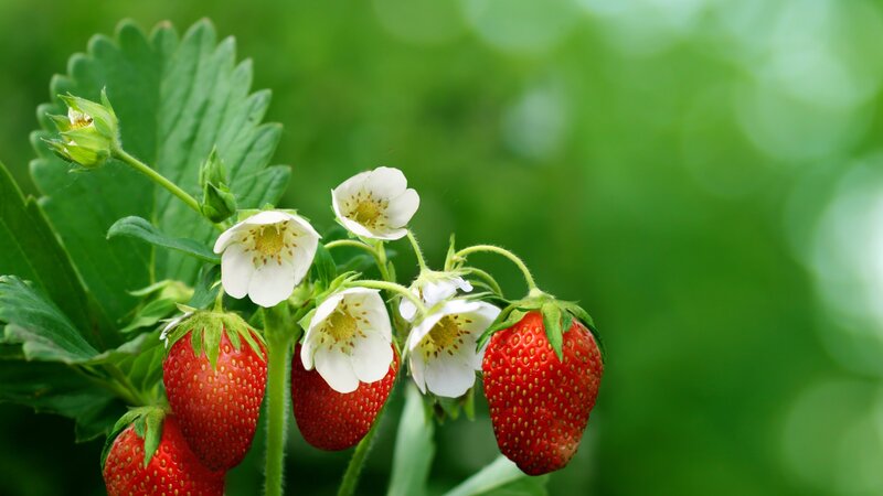 Strawberries and Flowers — Red, Natural, Summer
