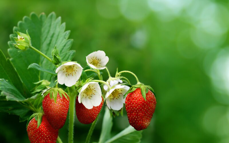 Strawberries and Flowers — Red, Natural