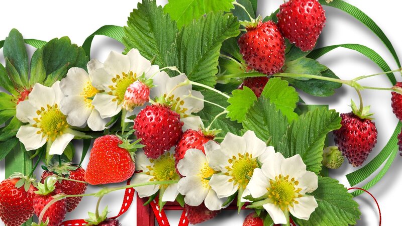 Strawberries and Flowers — Red