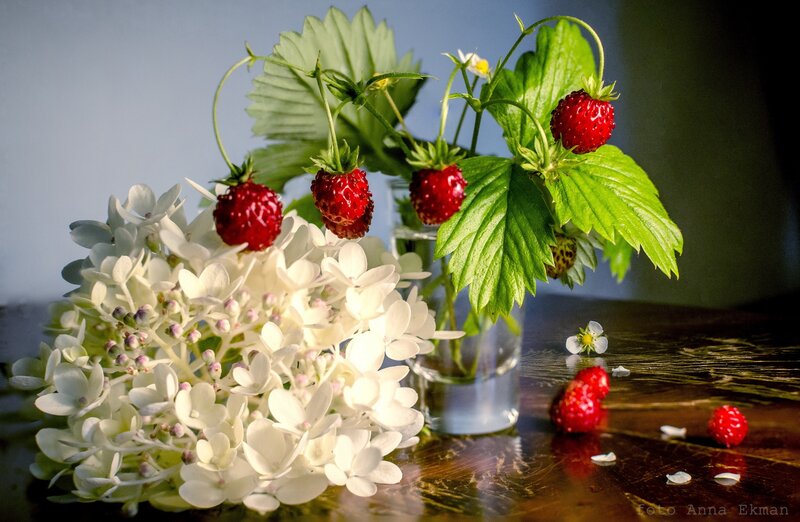 Strawberries and Hydrangeas