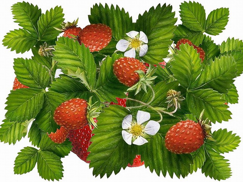 Strawberries and Leaves