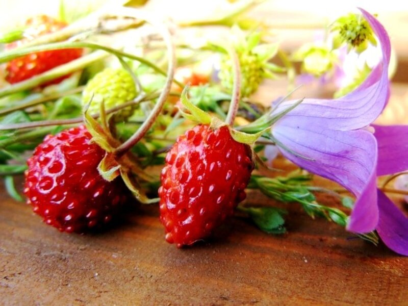 Strawberries and Purple Flower