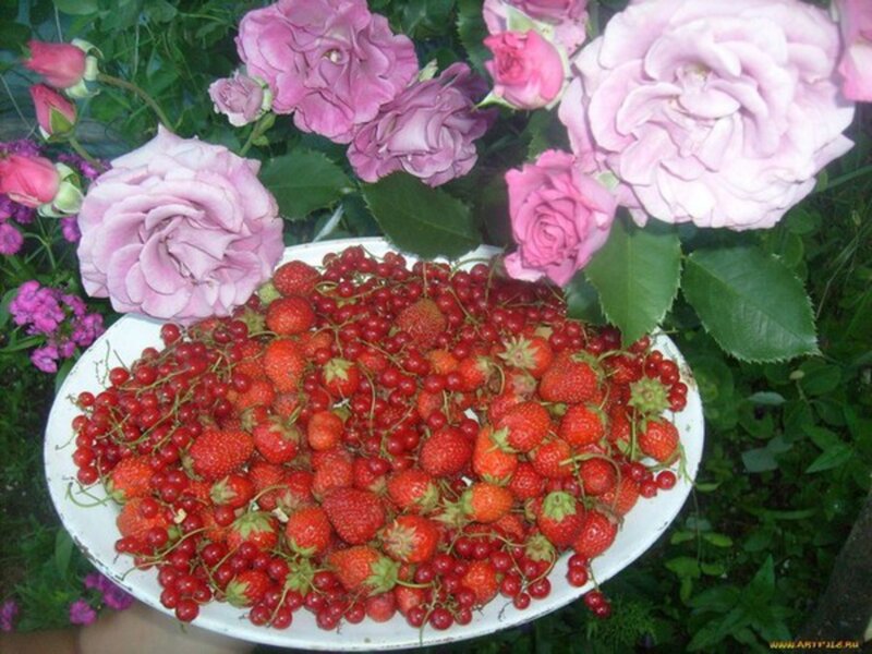 Strawberries and Red Currants — Natural