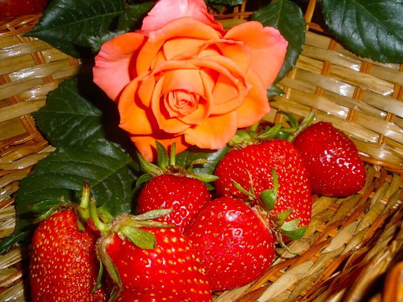 Strawberries and Rose