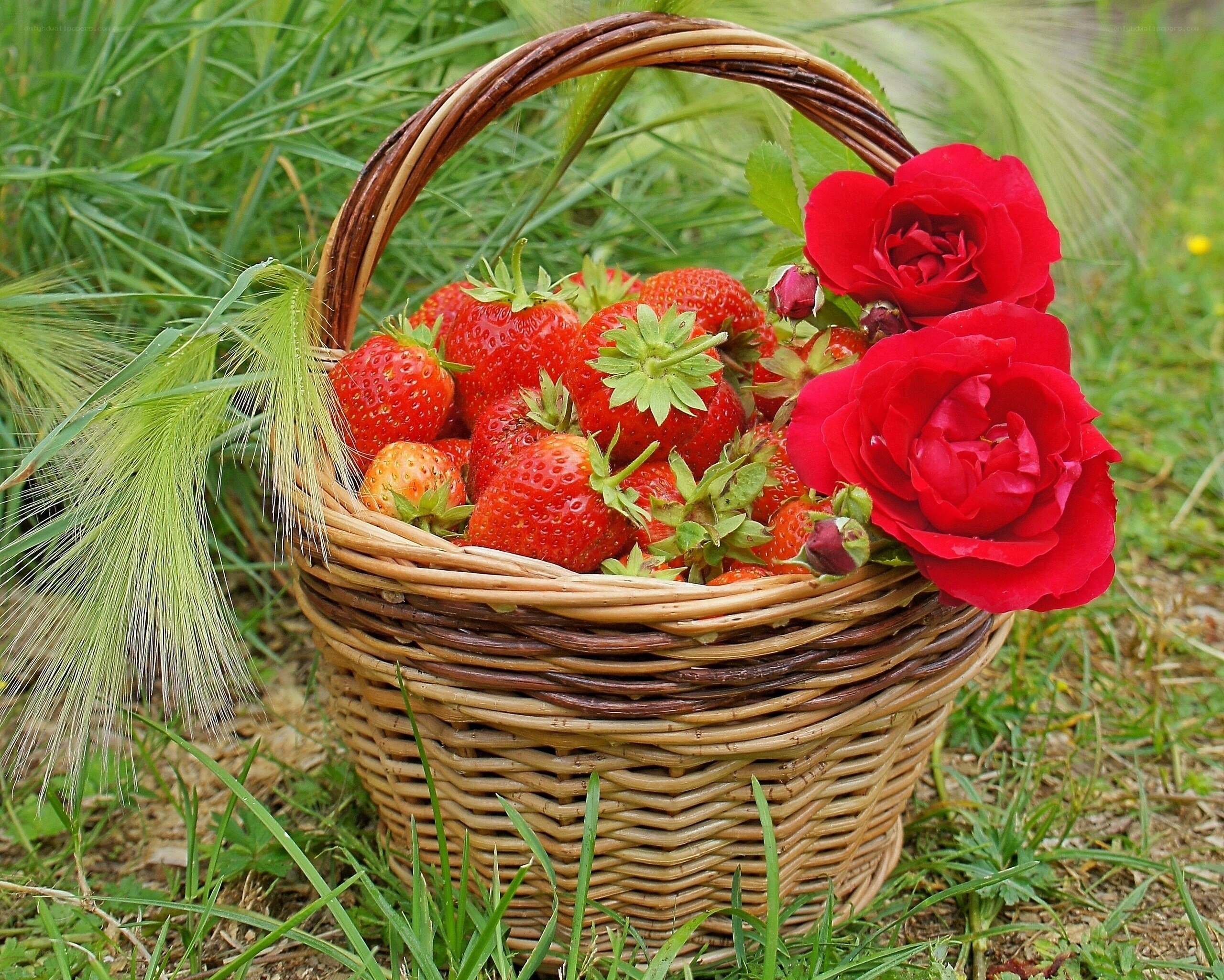 Strawberries and roses in a basket