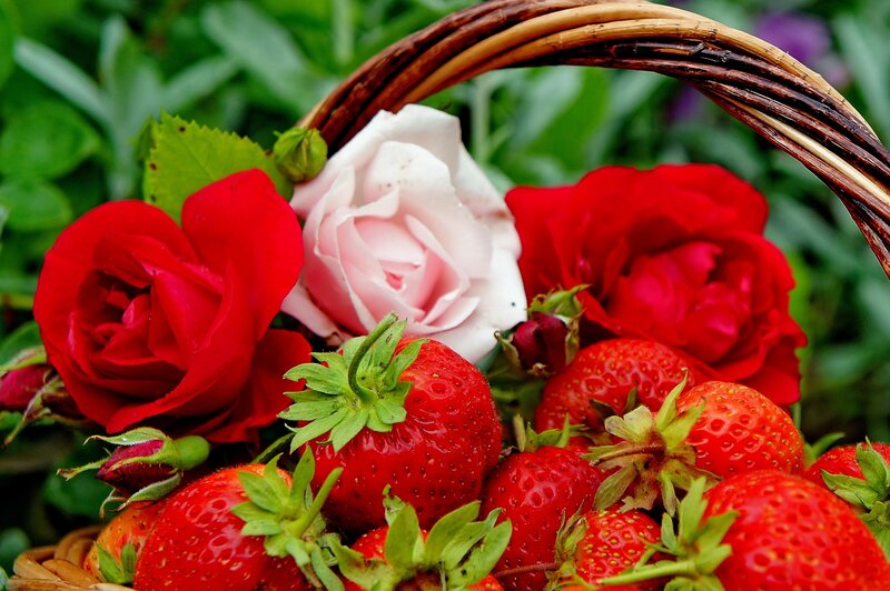 Strawberries and Roses — Red, Natural