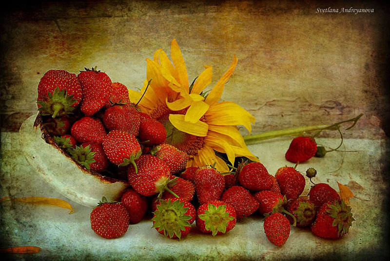 strawberries and sunflower still life