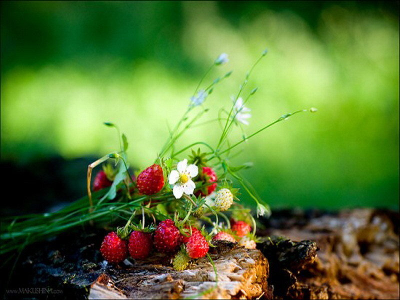 strawberries and wildflowers on log