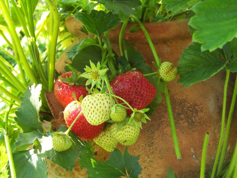 strawberries growing in a pot