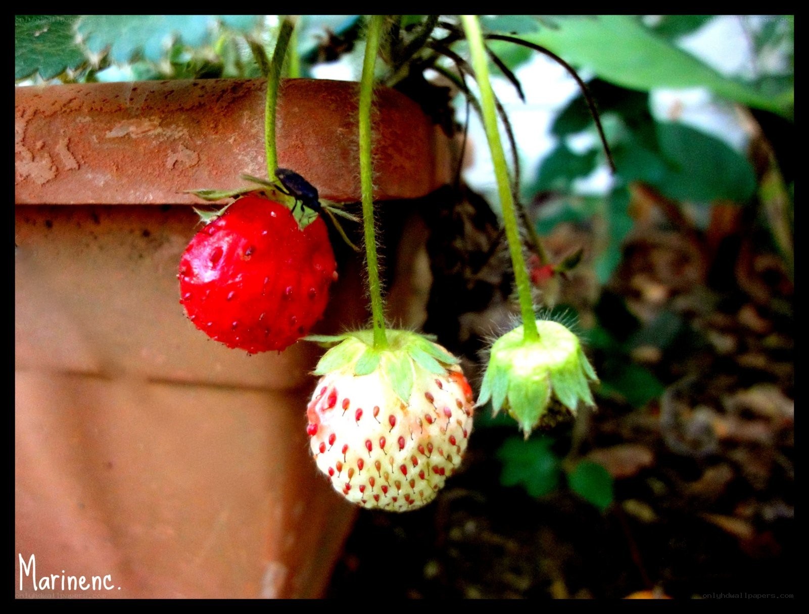 strawberries growing in a pot