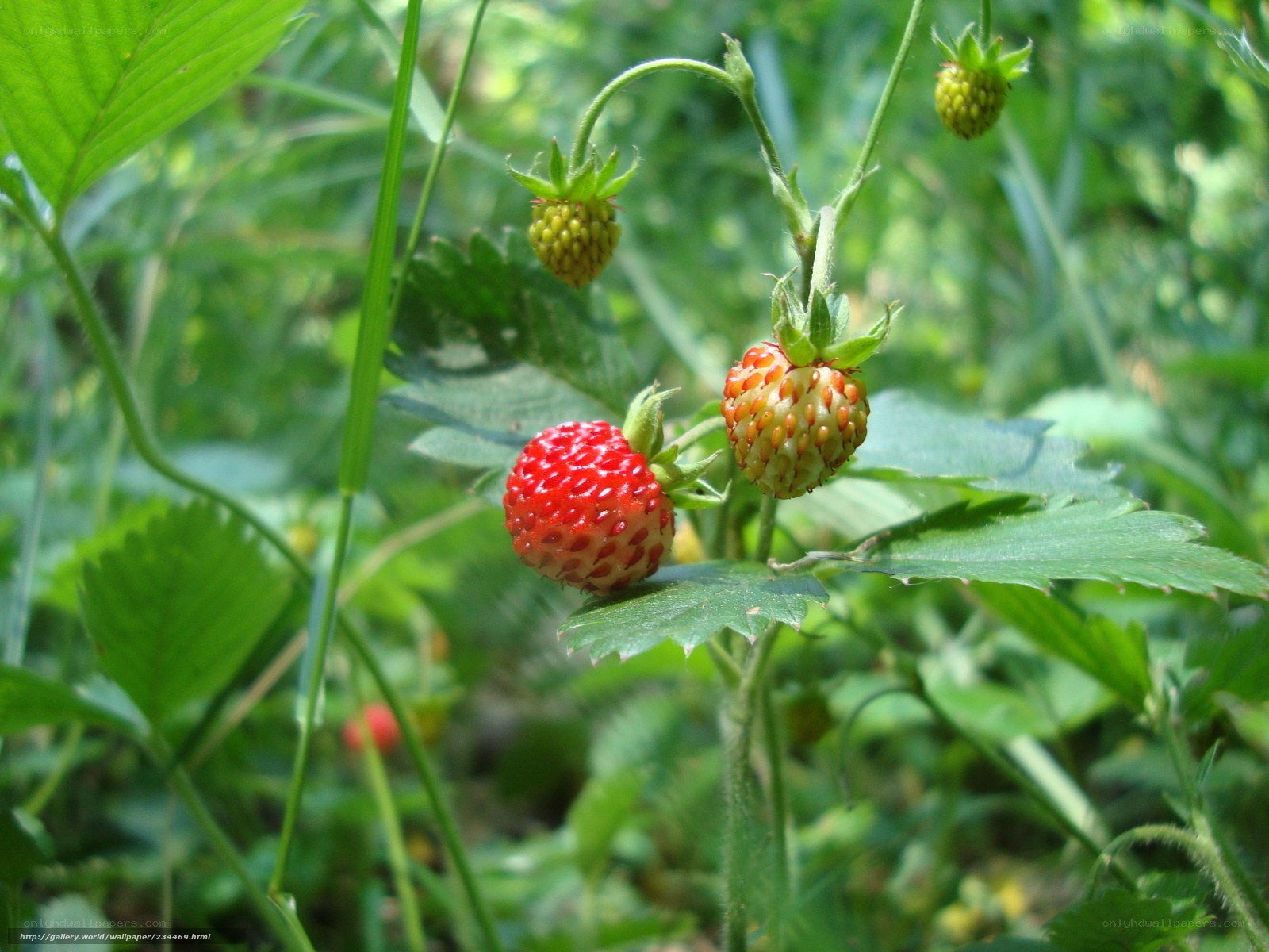 strawberries growing in the wild