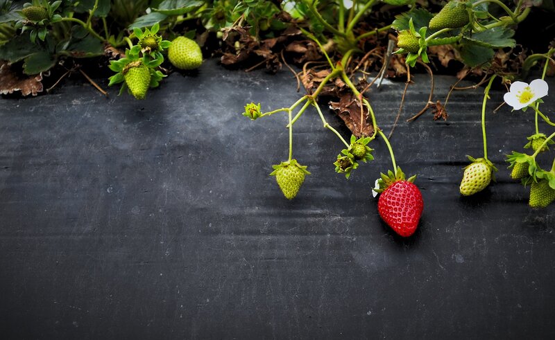 strawberries growing on black mulch