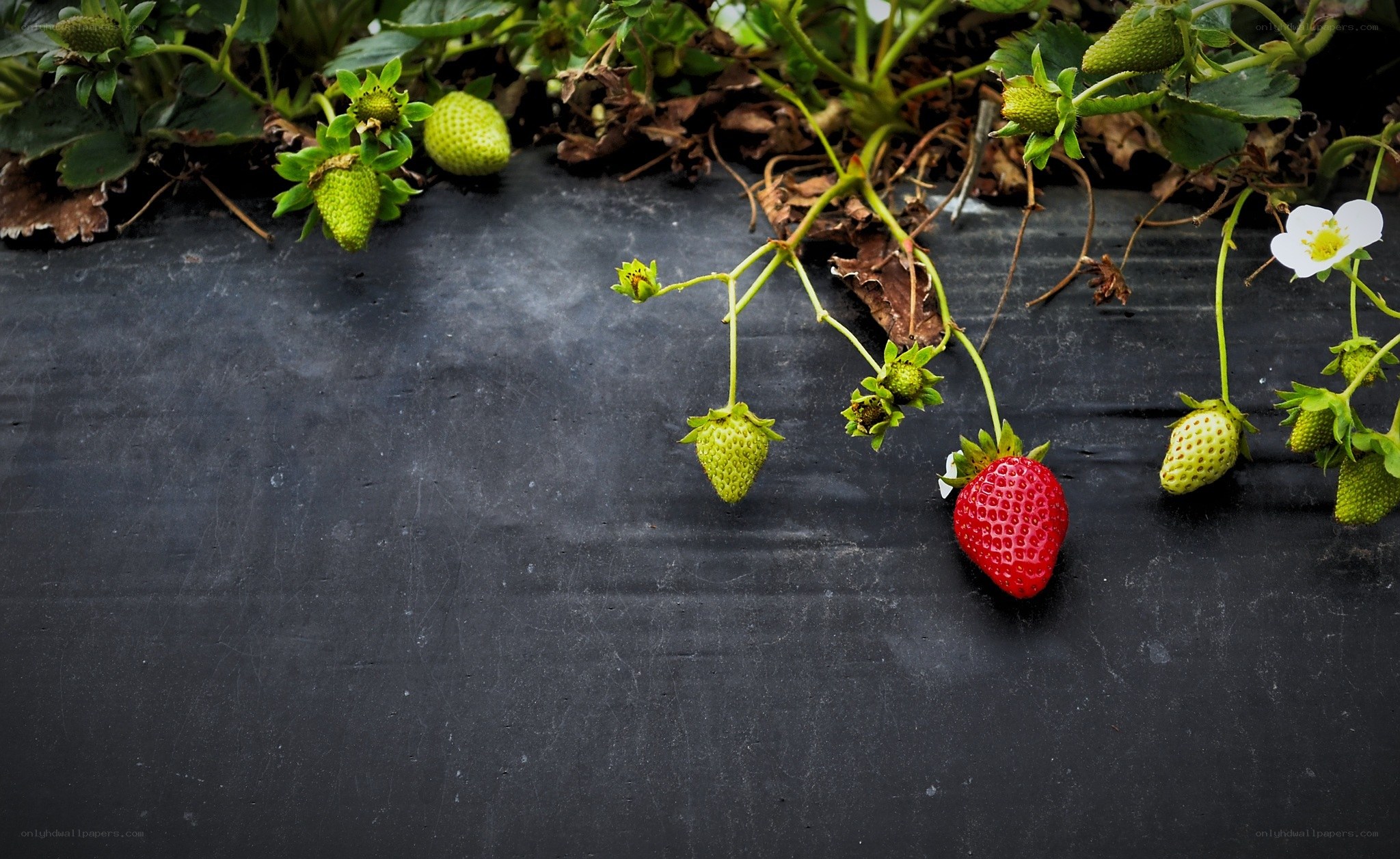strawberries growing on black mulch