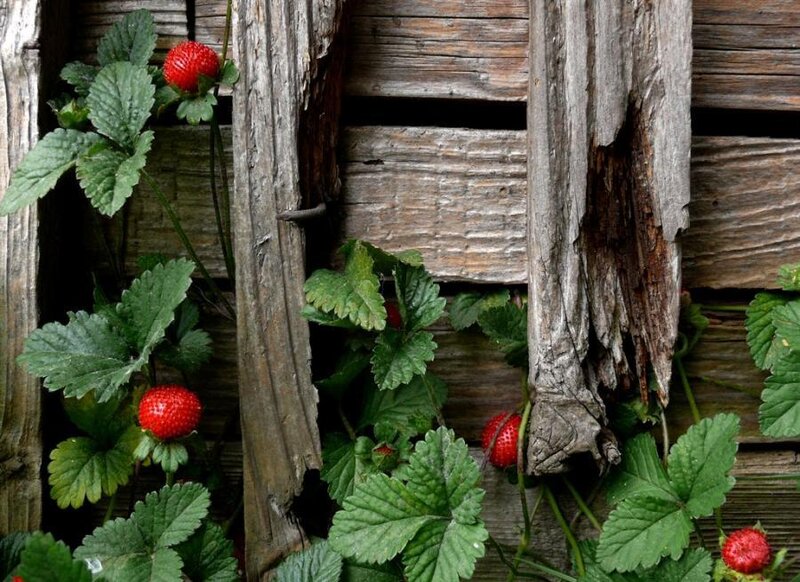 strawberries growing on wood