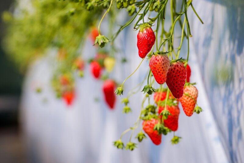 Strawberries Hanging from Vines — Red