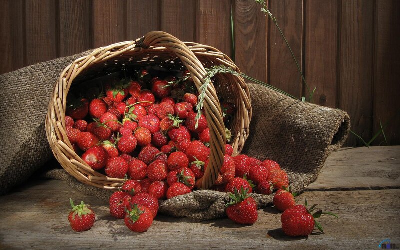 Strawberries in a basket