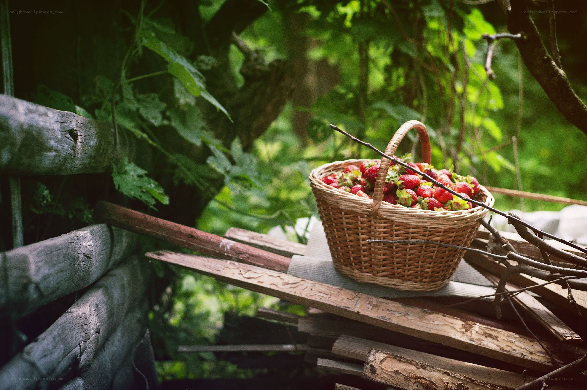 Strawberries in a basket