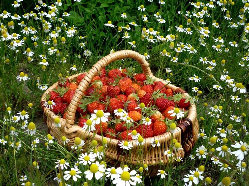 Strawberries in a basket