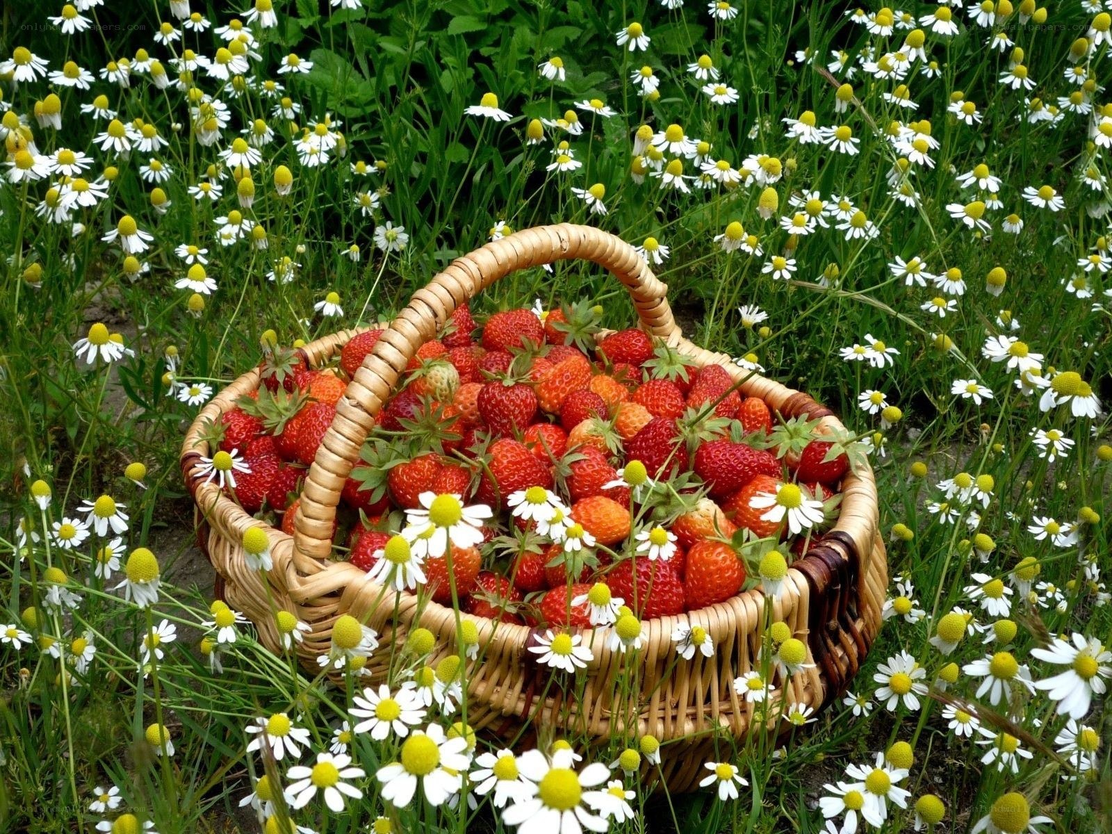 Strawberries in a basket