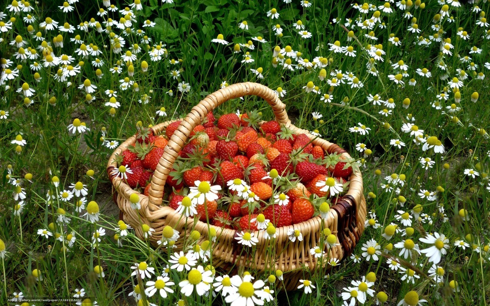 Strawberries in a basket among daisies