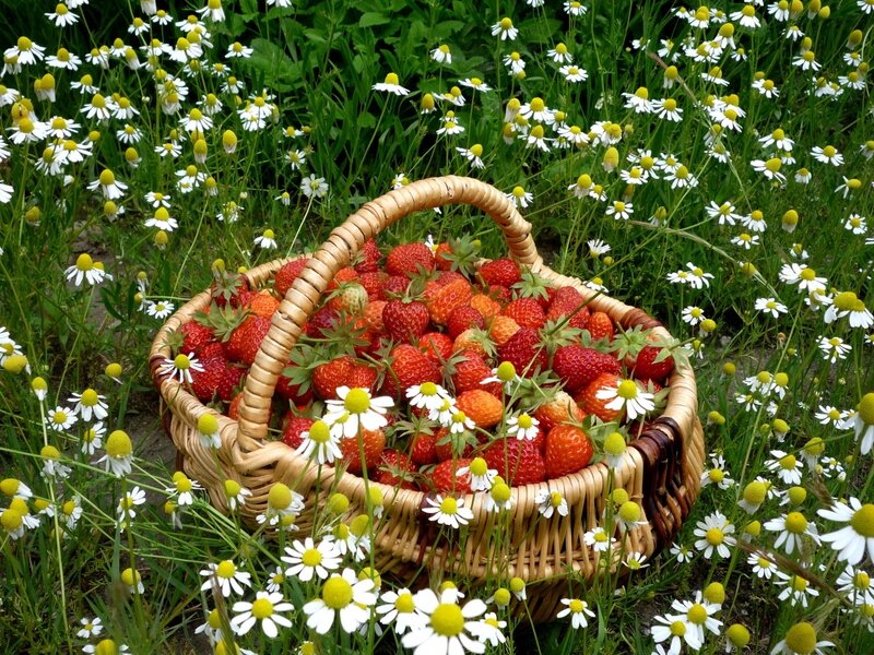 Strawberries in a basket among daisies