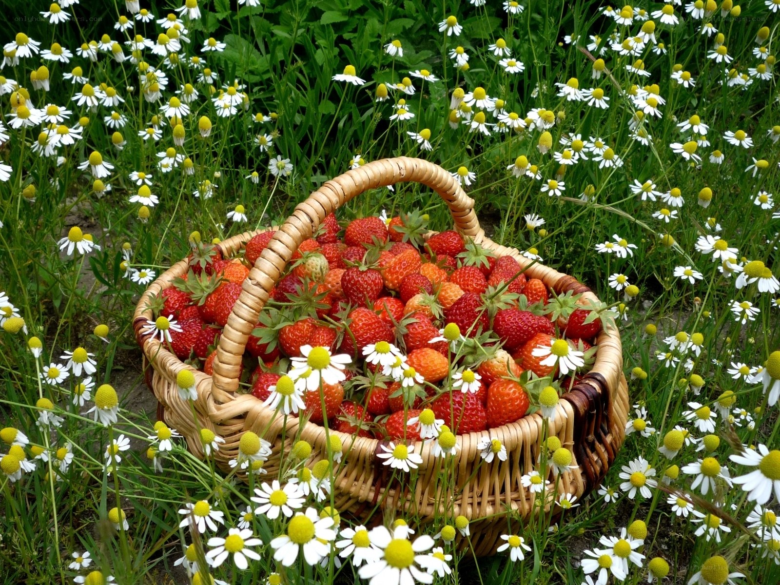 Strawberries in a basket among daisies