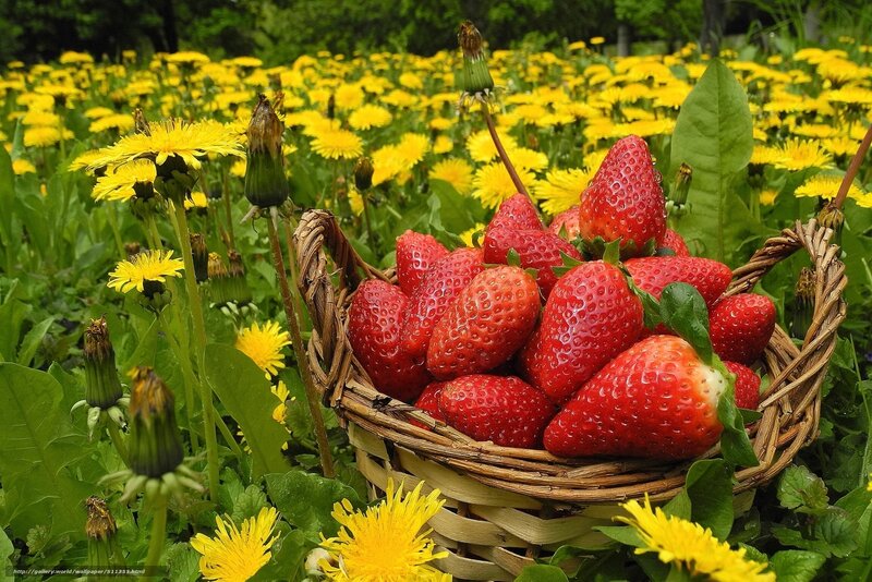 Strawberries in a basket among dandelions
