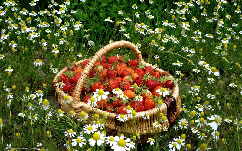 Strawberries in a basket among flowers