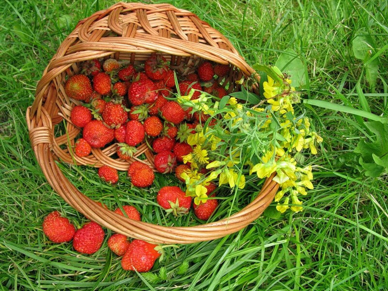 Strawberries in a Basket — Green