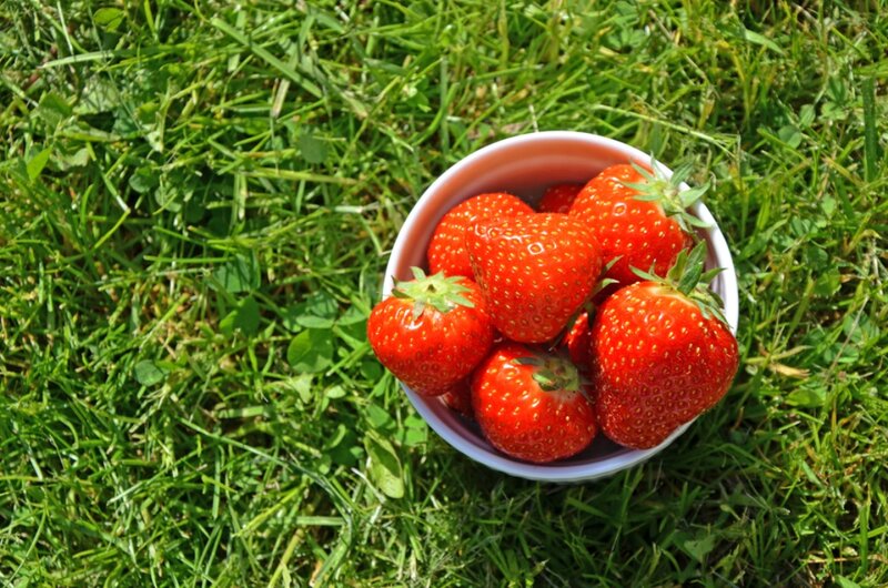 Strawberries in a Bowl — Red, Natural, Afternoon