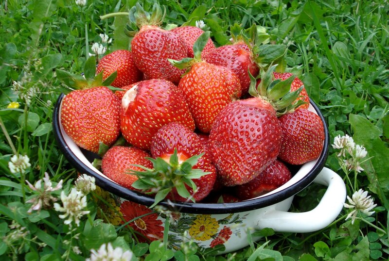 Strawberries in a Bowl — Red, Natural, Summer