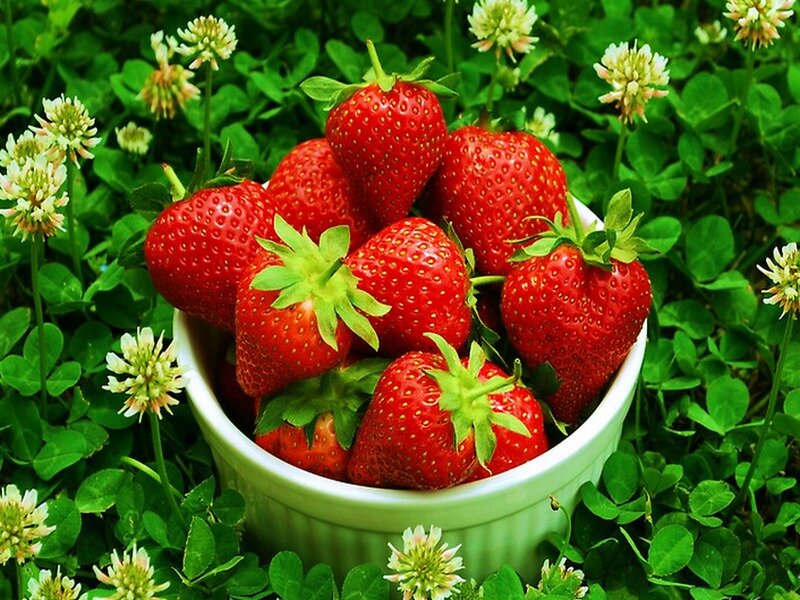 Strawberries in a Bowl — Red, Natural