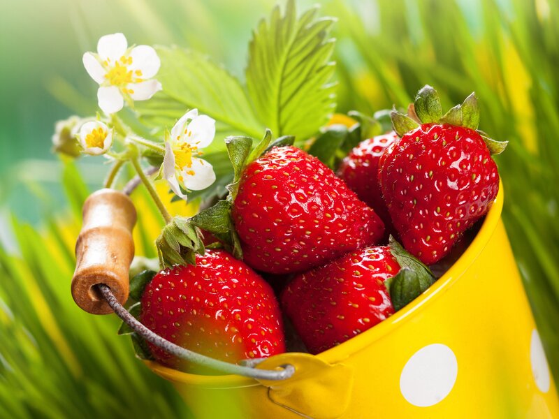 Strawberries in a Bucket — Red, Fresh