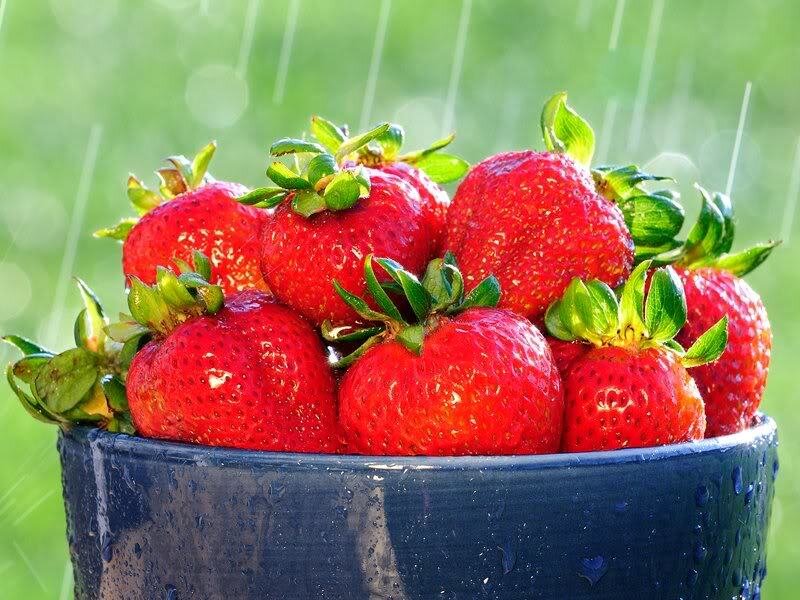 Strawberries in a Bucket