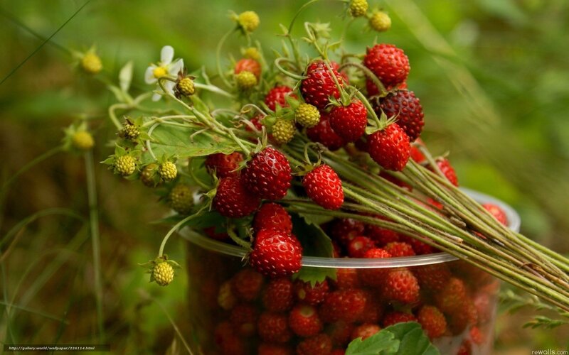 Strawberries in a Container — Red