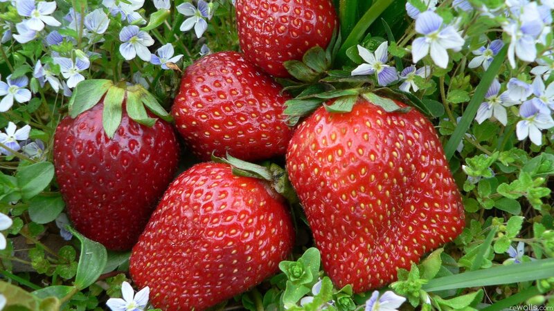 strawberries in a garden