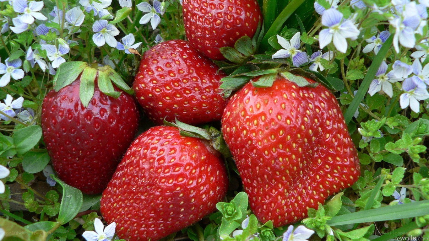 strawberries in a garden