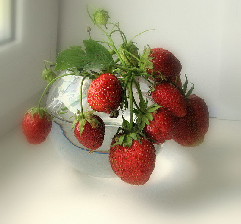 Strawberries in a Glass — Red