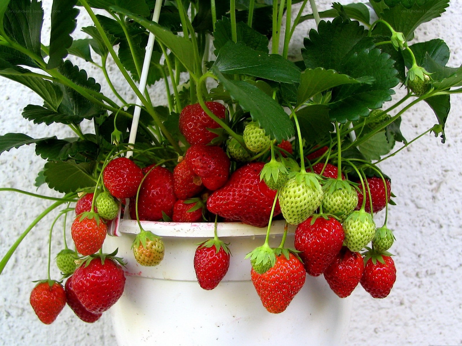 strawberries in a hanging pot