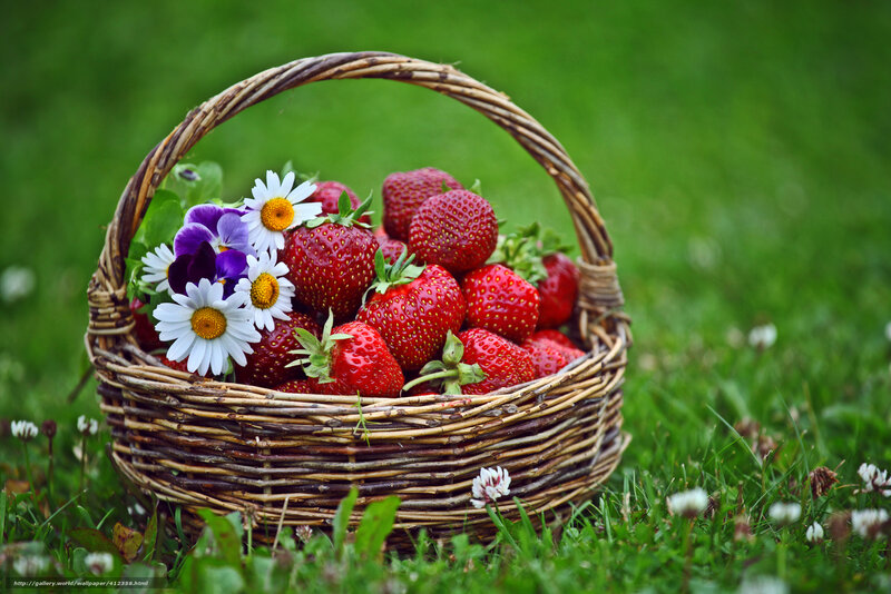 Strawberries in Basket — Red, Serene, Summer, Photograph, Flowers