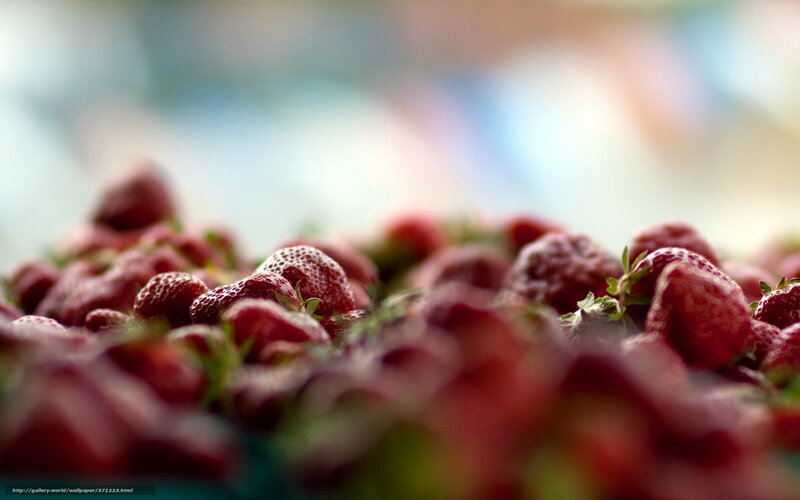 Strawberries in Focus