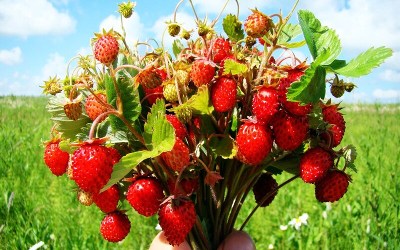 Strawberries in Hand — Red